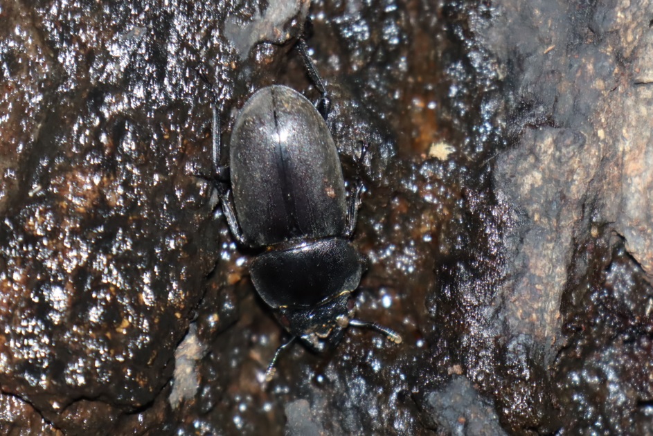 コクワガタ♀_団地前のクヌギ_2023年6月14日19時35分 気温21.4度